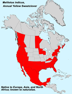 North America species range map for Annual Yellow Sweetclover, Melilotus indicus:
